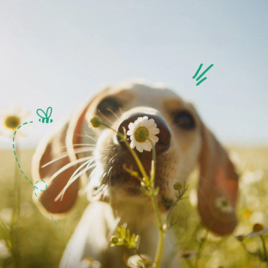 As plantas e os seus animais de estimação