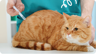 Pets e vacinação, saiba como proteger o seu patudo