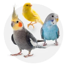 Aves
