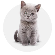 Kitten