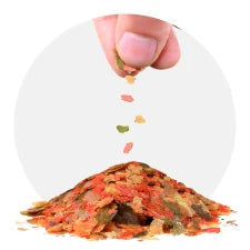 Alimentação