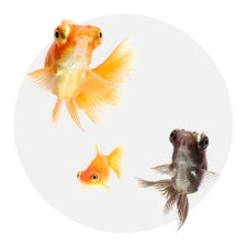 Peixes