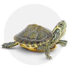 Tartarugas