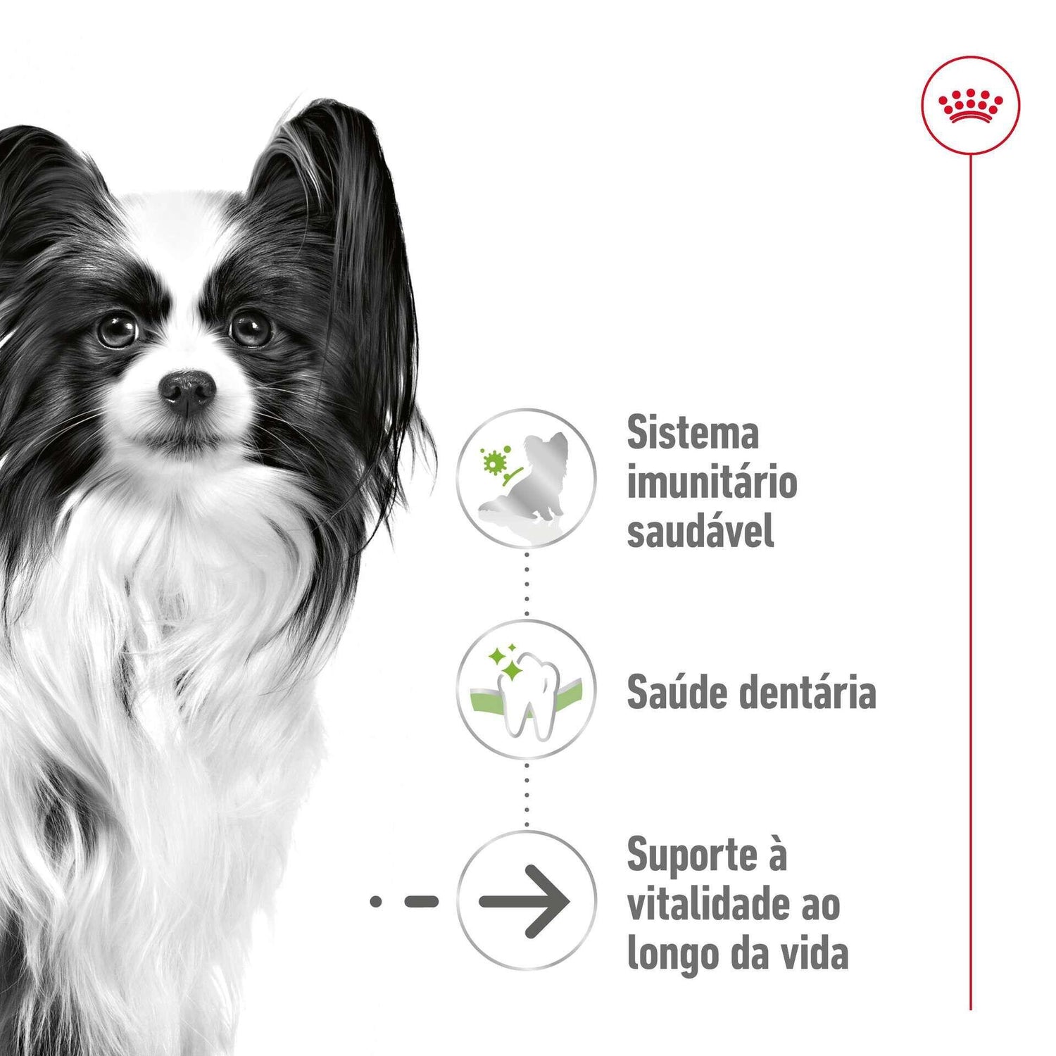 Ração para Cão Sénior X-Small Ageing 12+ Royal Canin