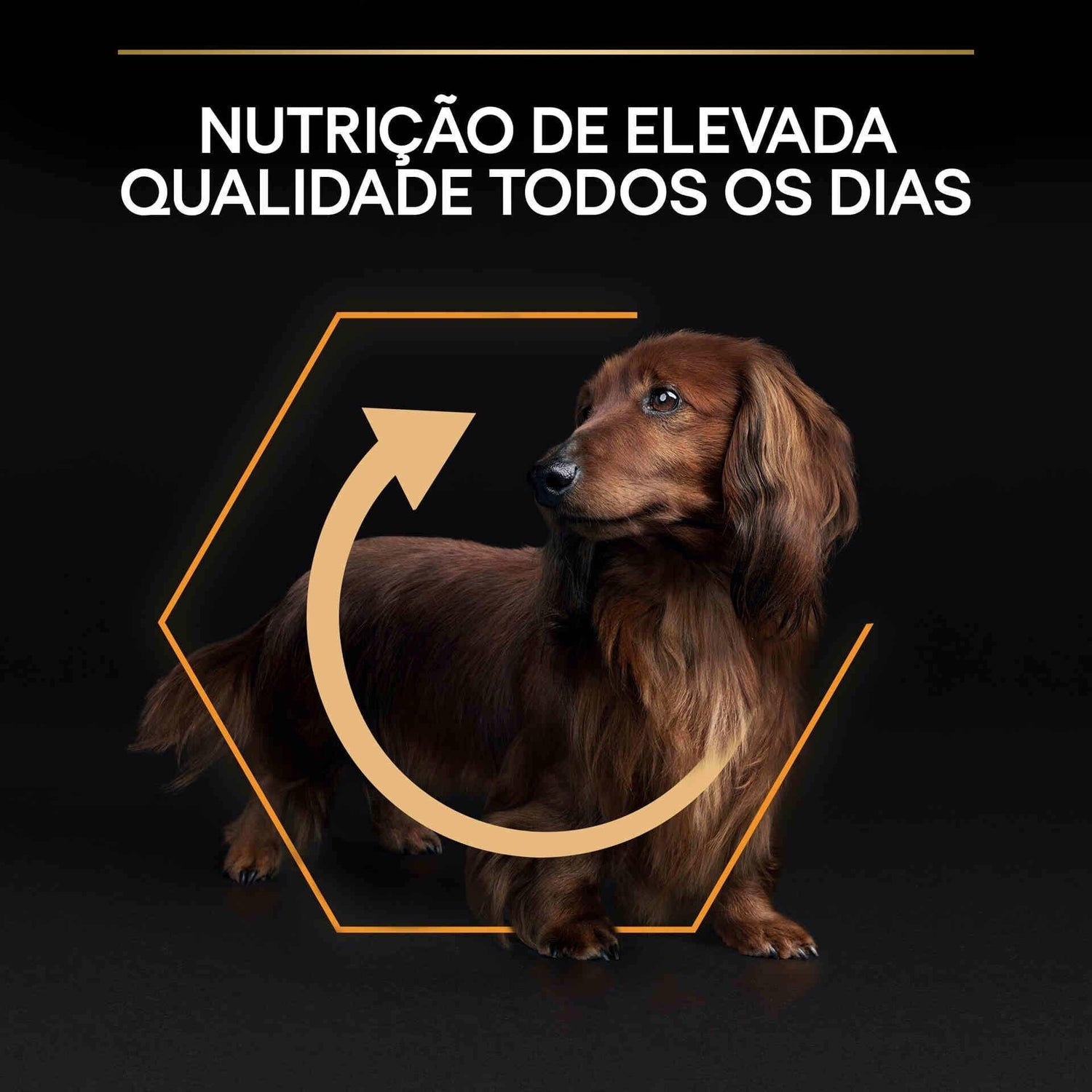 Ração para Cão Adulto Mini Everyday Nutrition Frango Purina Pro Plan