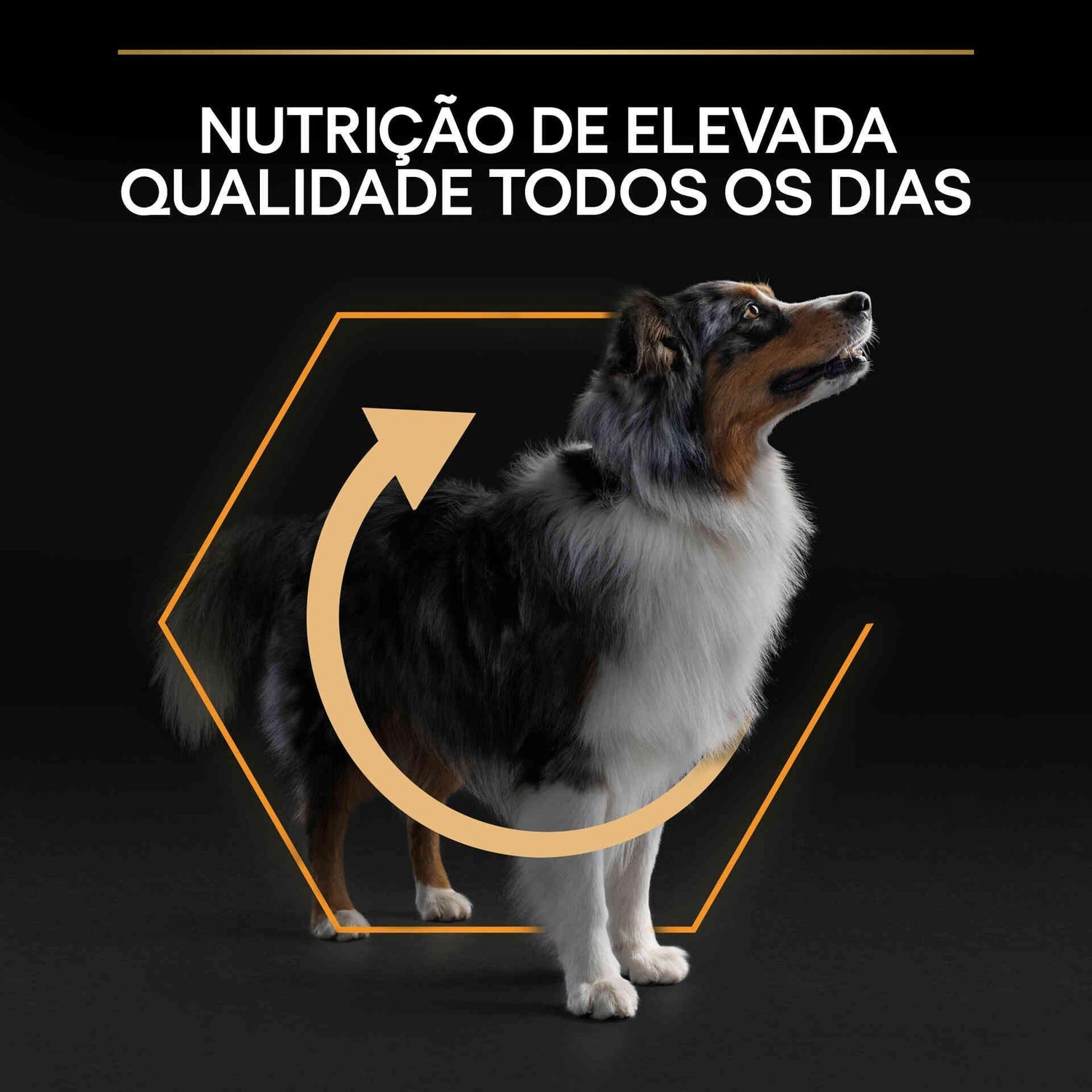 Ração para Cão Adulto Médio Everyday Nutrition Frango Purina Pro Plan