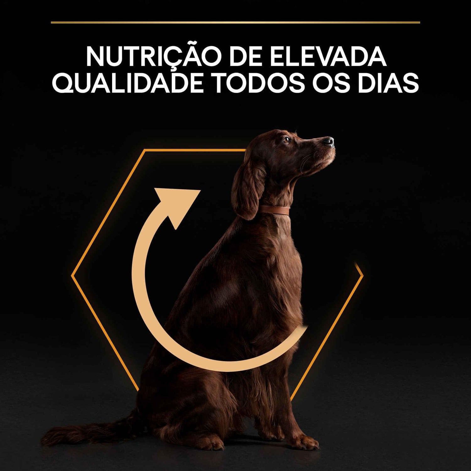 Ração para Cão Adulto Maxi Athletic Everyday Nutrition Frango Purina Pro Plan