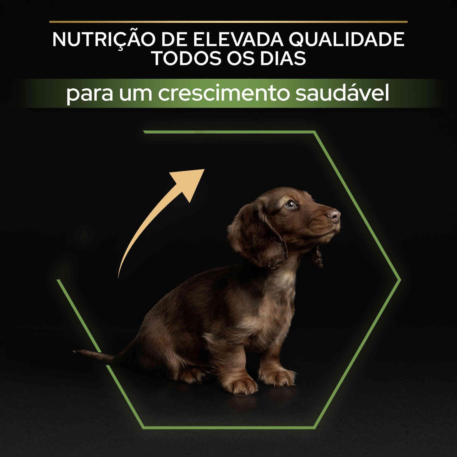 Ração para Cão Júnior Mini Healthy Start Frango Purina Pro Plan