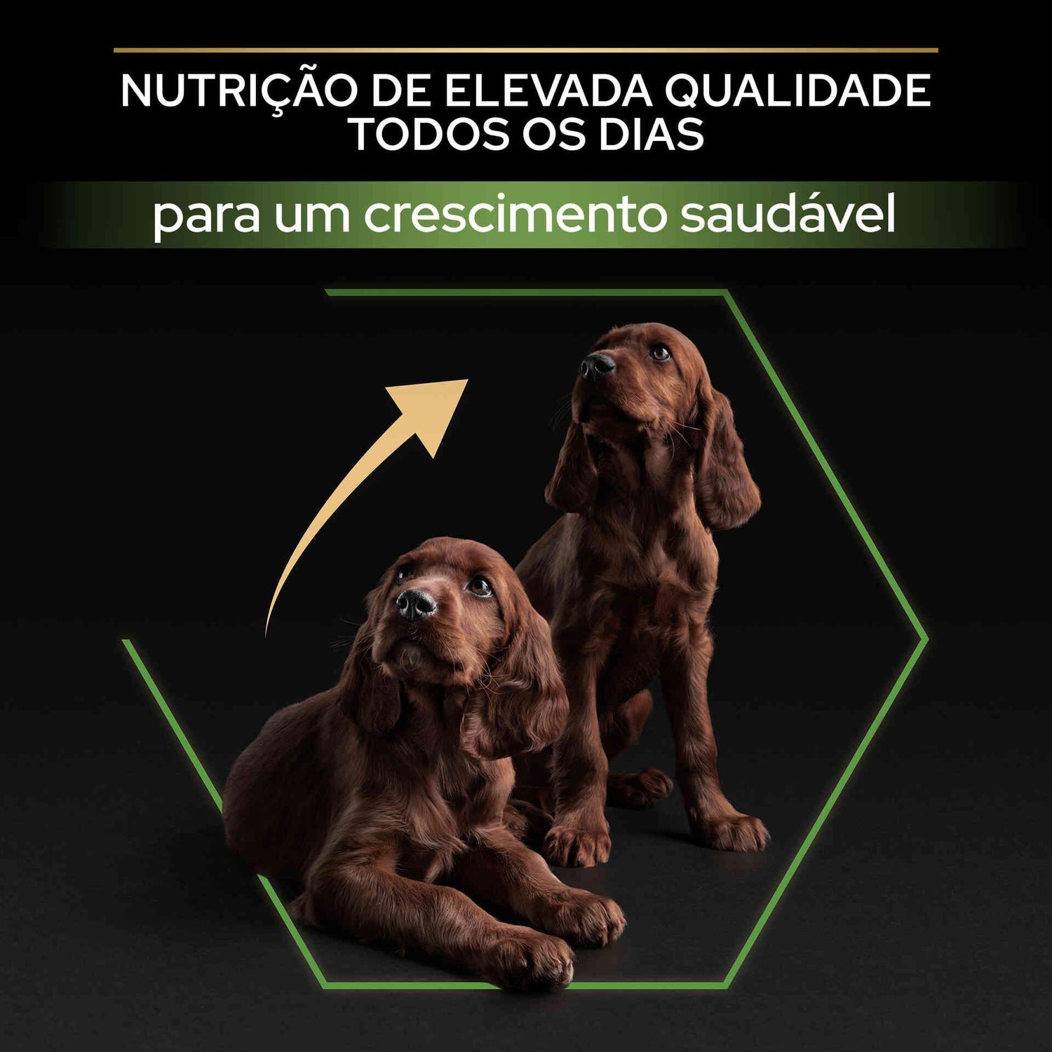 Ração para Cão Júnior Maxi Athletic Healthy Start Frango Purina Pro Plan