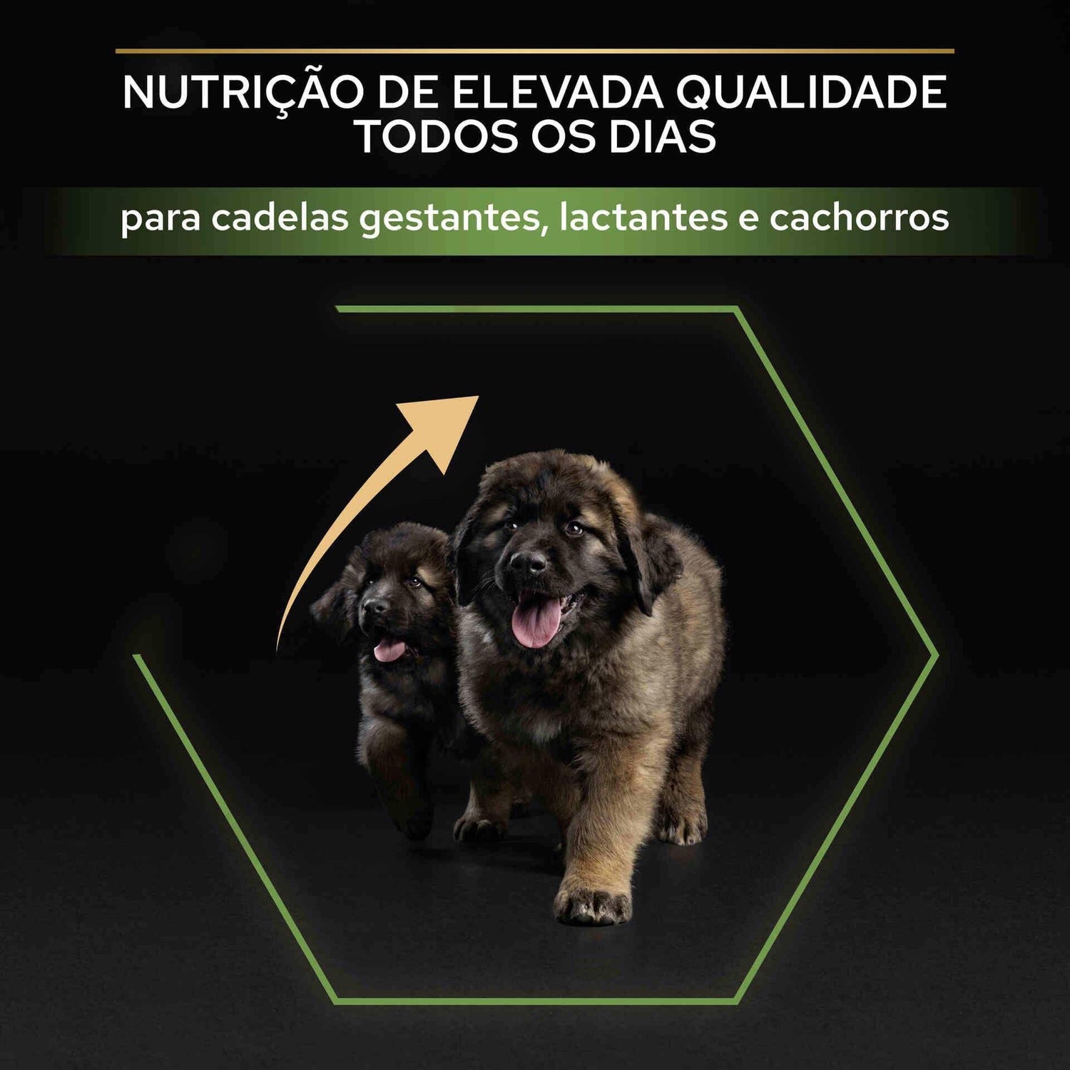 Ração para Cão Júnior Maxi Robust Healthy Start Frango Purina Pro Plan