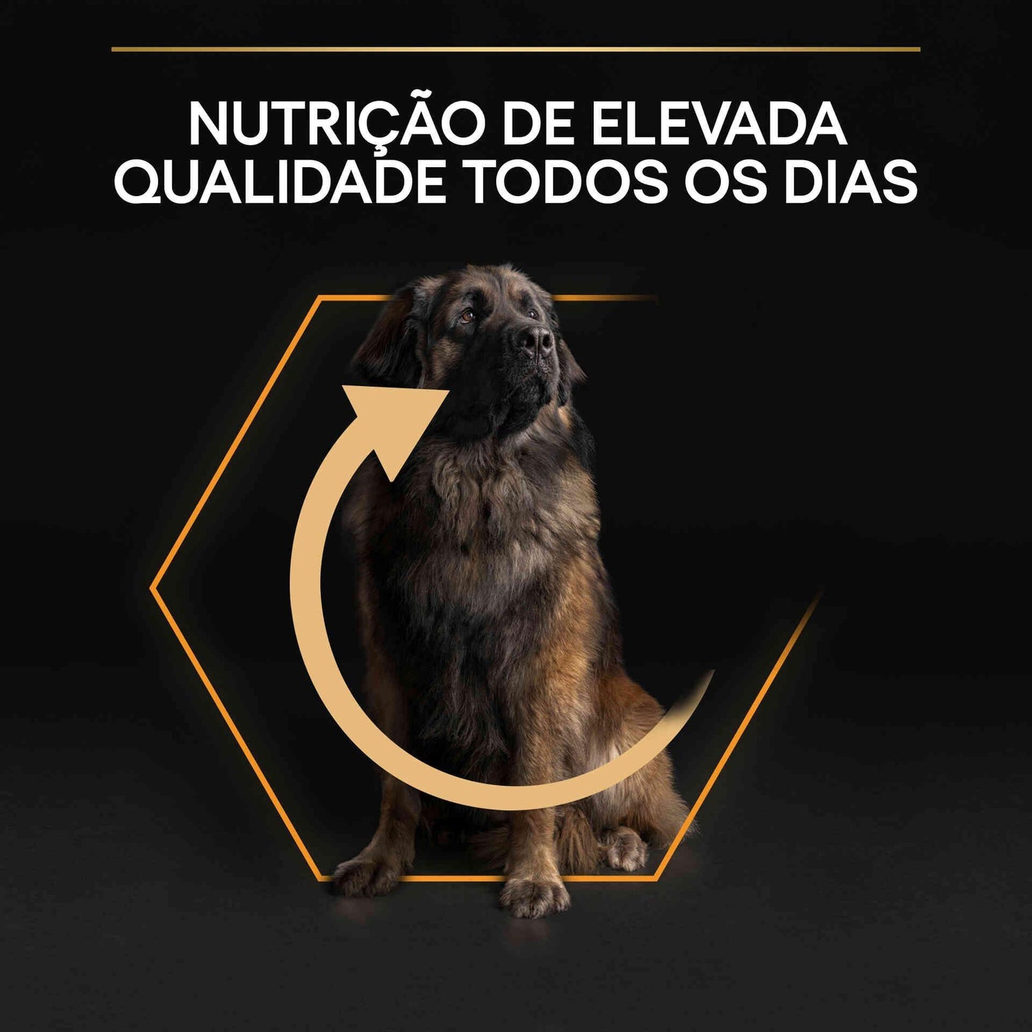 Ração para Cão Adulto Maxi Robust Everyday Nutrition Frango Purina Pro Plan