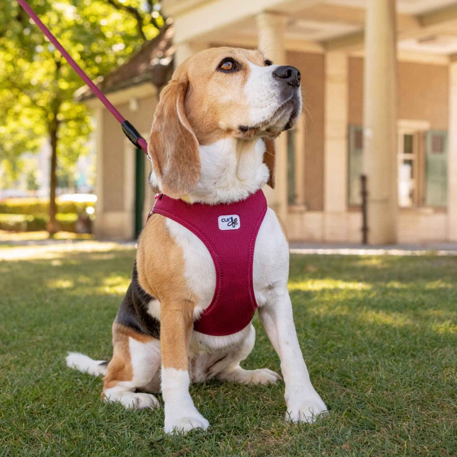 Peitoral para Cão Bordeaux Clasp Cord Curli
