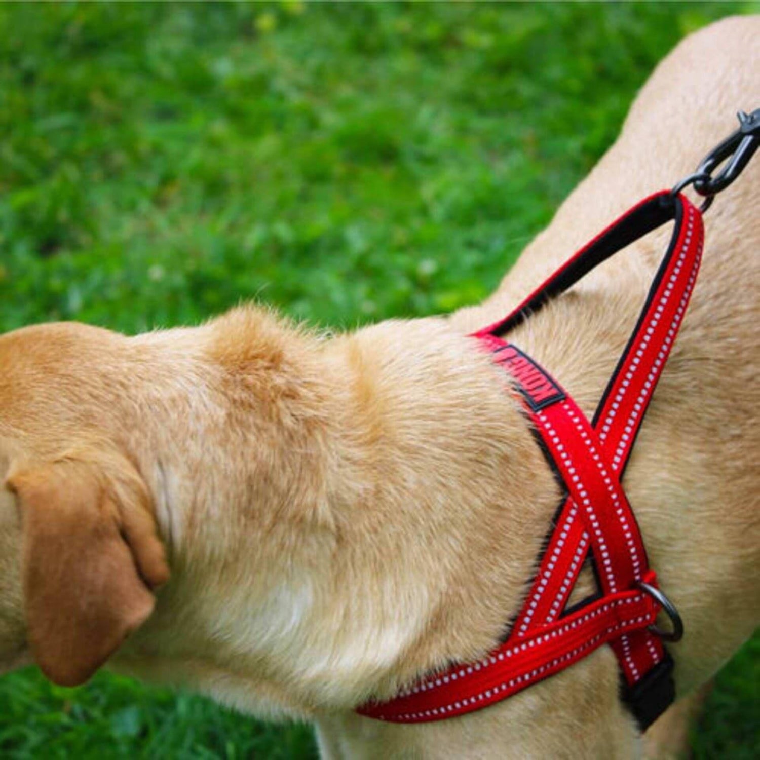 Arnês para Cão Norwegian Vermelho Kong