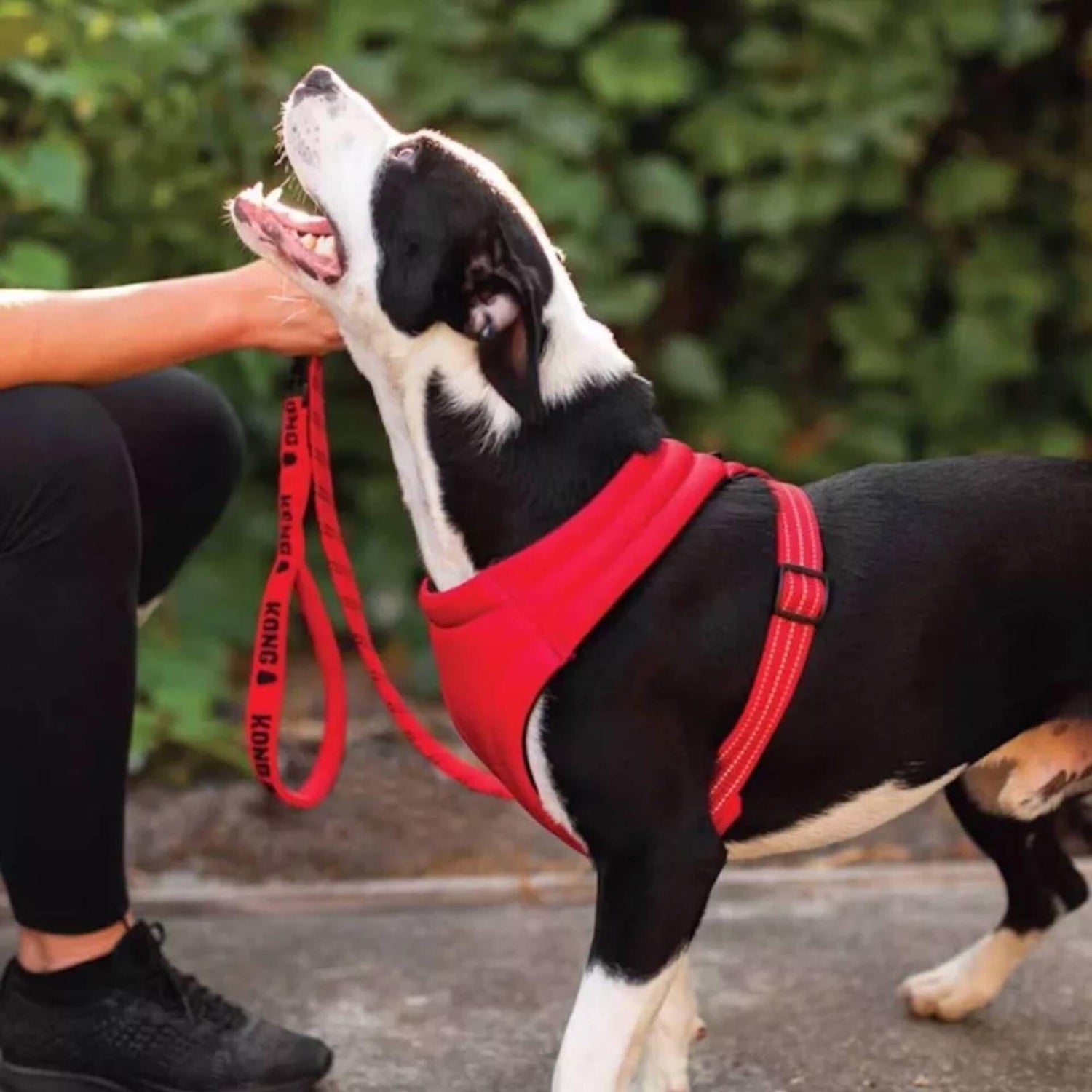 Peitoral para Cão Comfort Vermelho Kong