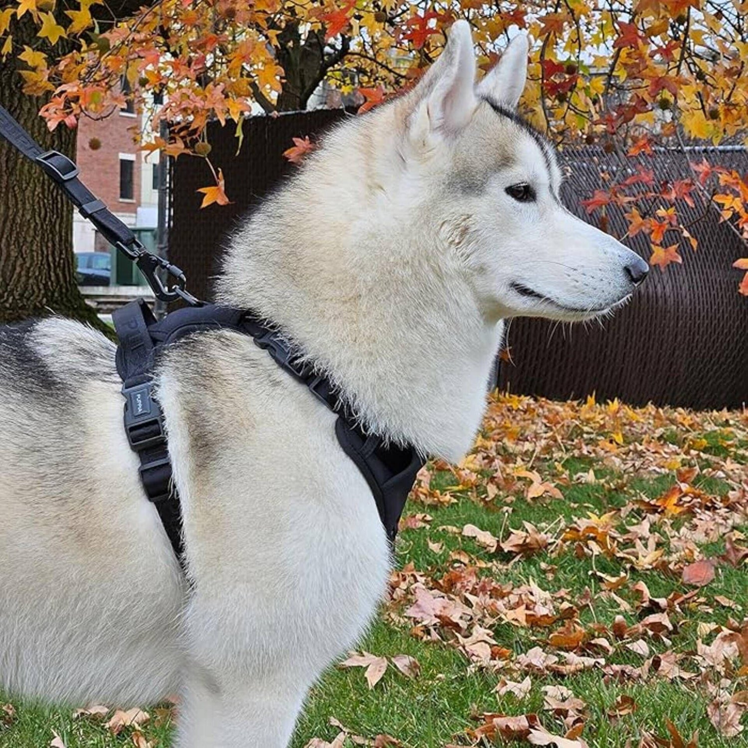 Peitoral para Cão Jarek Preto Puppia