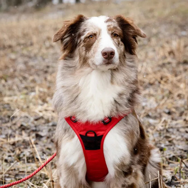 Peitoral Training para Cão Vermelho S Feel Active