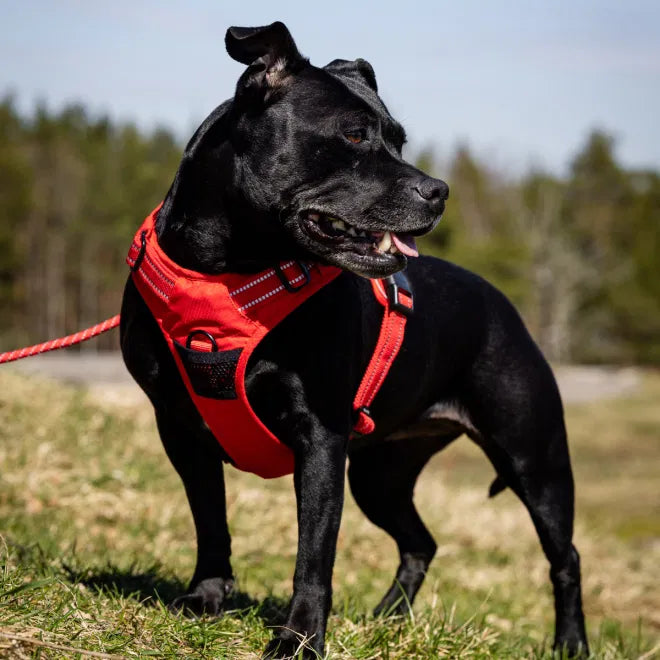 Peitoral Training para Cão Vermelho M Feel Active