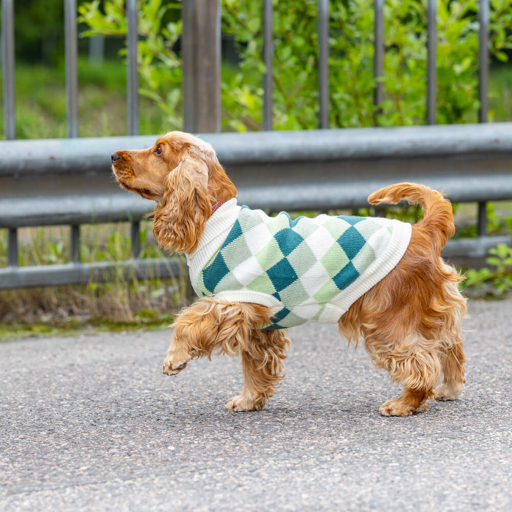 Camisola para Cão em Malha Xadrez Verde Little & Bigger