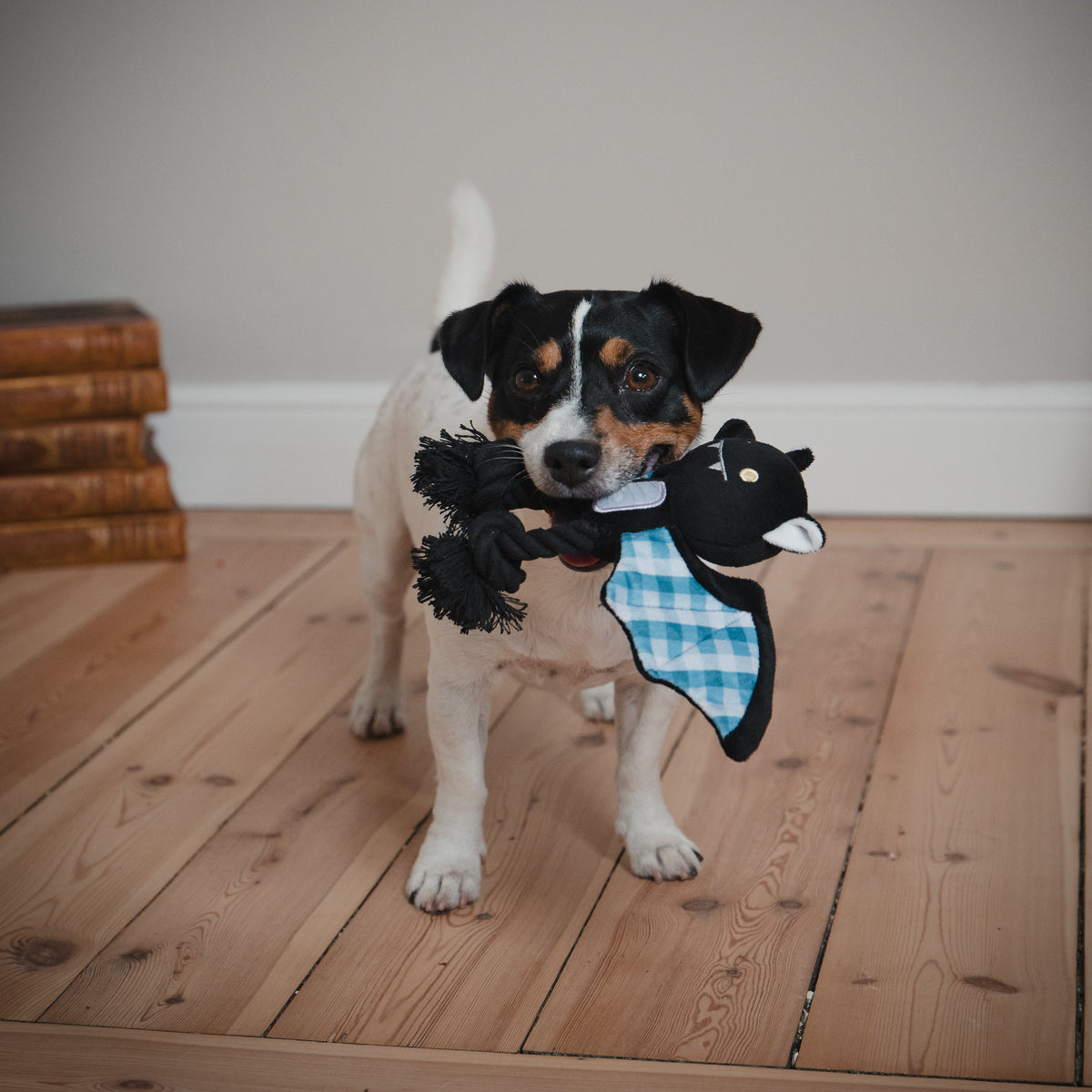 Brinquedo para Cão Halloween Morcego com Corda Little & Bigger